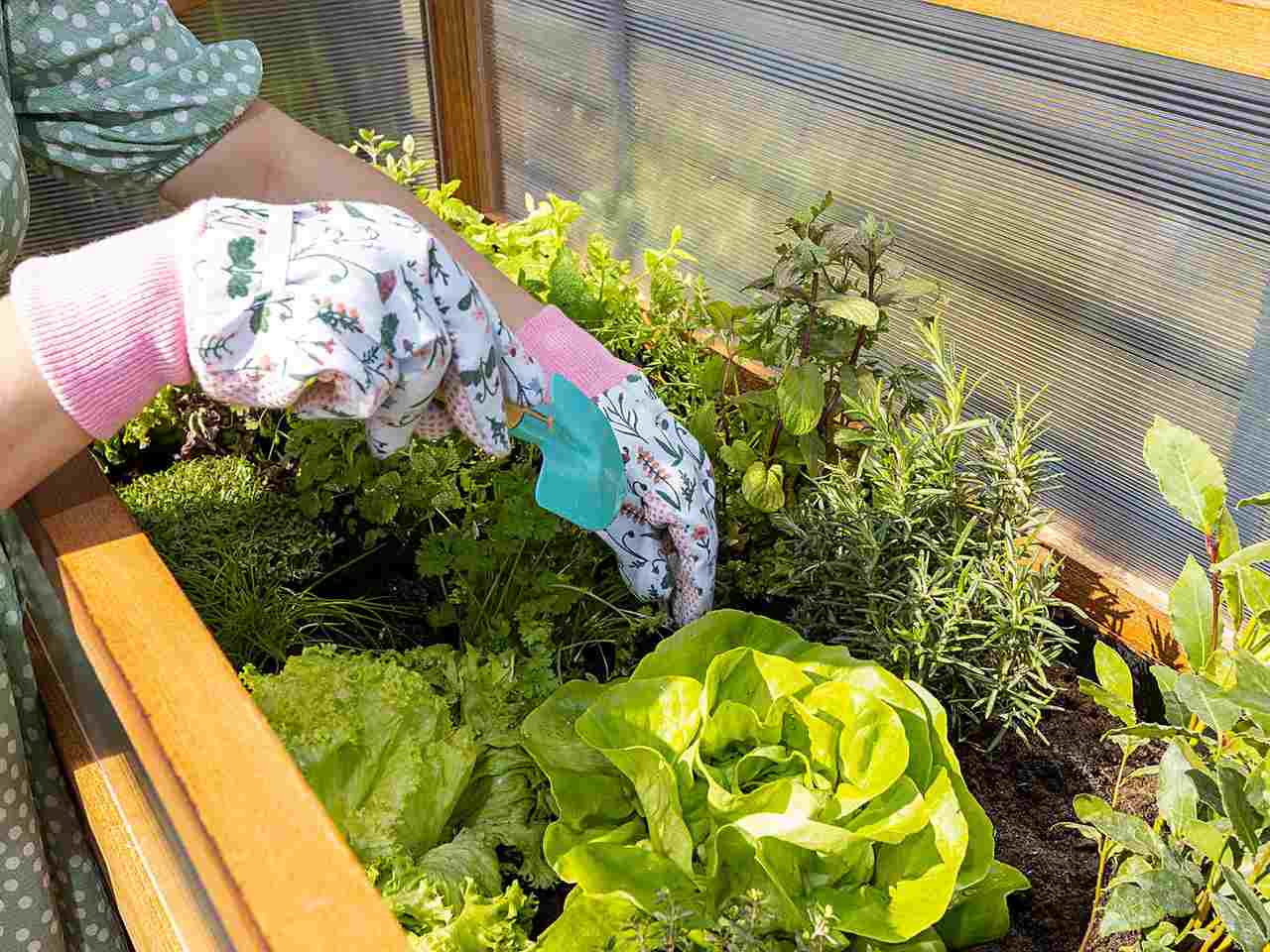Sadzenie kwiatów w przydomowym warzywniku