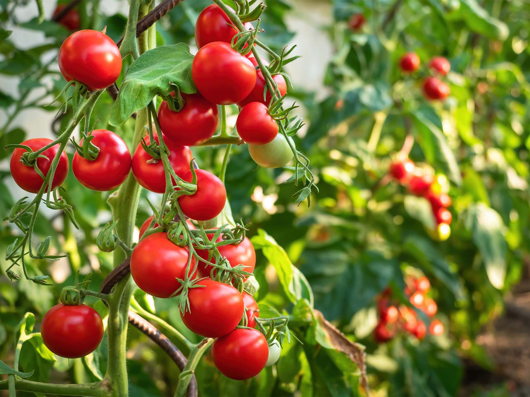Domowa uprawa pomidorów